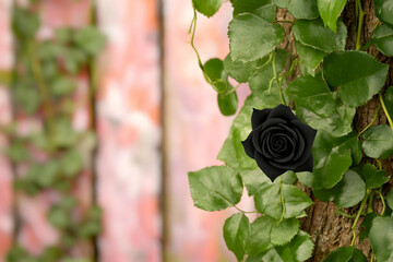 Single black rose blooming on a tree trunk covered with ivy, blurred pink background, ideal for romantic or gothic themes