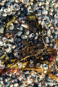 Marine algae and hundreds of shells on shore.