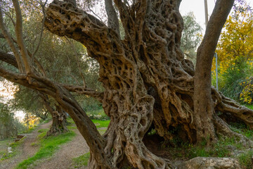 old olive tree, montenegro, photo wallpaper background
