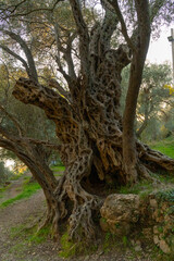Ancient 100 years Olive tree in Montenegro