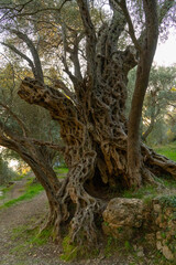 Ancient 100 years Olive tree in Montenegro
