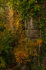 fantasy medieval stone ruins buildings in ivy