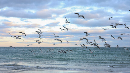 BLUE SEA WITH SMALL WHITE WAVES, SAND BEACH AND SEAGULLS