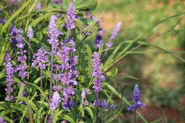 Purple lavender flower and leaves in garden