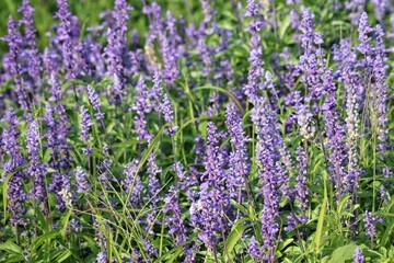 Obraz premium Purple lavender flower and leaves in garden