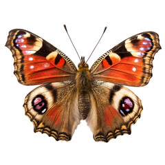 Colorful butterfly with intricate patterns soaring against a bright background during daylight