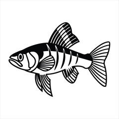 fish on a white background