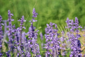 Purple lavender flower and leaves in garden