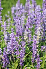 Purple lavender flower and leaves in garden