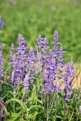 Purple lavender flower and leaves in garden