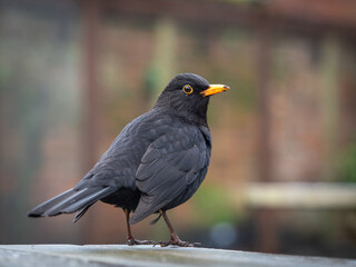 Blackbird perched on a bench