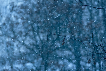Abstract Snowflakes with Blurred Tree Branches – Winter Atmosphere, abstract, out of focus