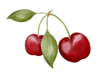 Bright red cherries with lush green leaves hanging on a slender stem