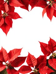 Obraz premium Vibrant Red Poinsettia Leaves Frame A White Space