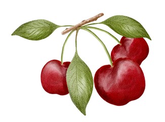 Juicy red cherries with green leaves hanging from a branch in a natural setting