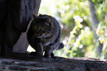 石碑の影でなにかをじーっと見てるキジトラ柄のふわふわしてる野良猫