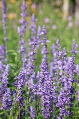 Purple lavender flower and leaves in garden