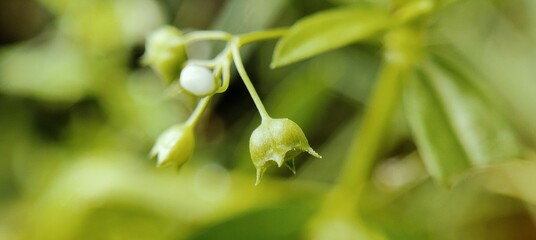 spring snowdrop flower