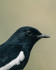 close up of oriented magpie robin bird