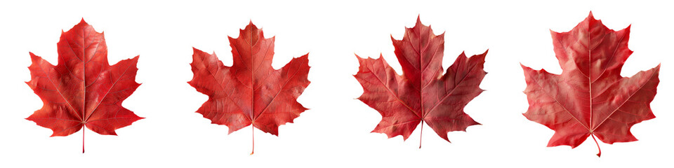 Four vibrant red maple leaves arranged in a row, showcasing their distinct shape and autumnal color.