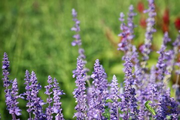 Obraz premium Purple lavender flower and leaves in garden