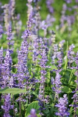 Fototapeta premium Purple lavender flower and leaves in garden
