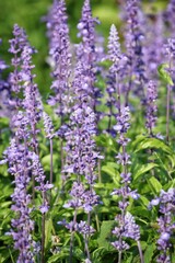 Purple lavender flower and leaves in garden