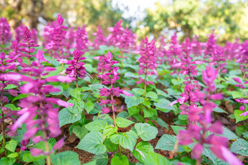 Purple Salvia flowers blooming on blurry natural background, also known as Salvia Splendens or Scarlet Sage.