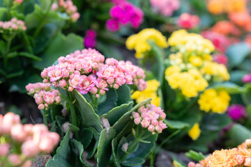 Obraz premium Kalanchoe blossfeldiana 'Shadow'is a nice house plant.