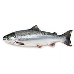 Naklejka premium Wildlachs auf weißem Hintergrund