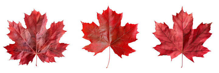 Three vibrant red maple leaves showcasing intricate details and varying shapes.