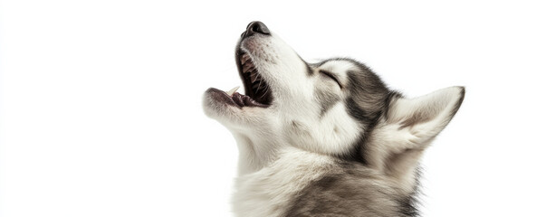 Adorable husky malamute puppy howling with its head tilted back, expressing joy and playfulness. This charming moment captures essence of canine happiness