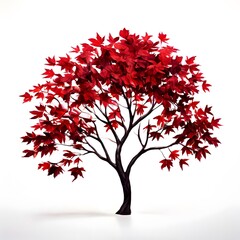A beautiful green bush tree isolated on a white background