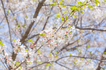 japanese cherry blossom sakura flowers and green fresh leaves in park of chiba