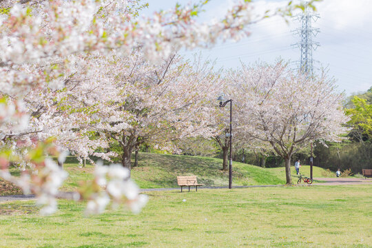 japanese cherry blossom sakura trees with green fresh leaves and empty bench on the green grass in the park of chiba