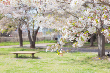 japanese cherry blossom sakura trees with green fresh leaves and empty bench on the green grass in...