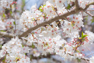japanese cherry blossom sakura flowers and green fresh leaves in park of chiba