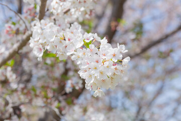 japanese cherry blossom sakura flowers and green fresh leaves in park of chiba