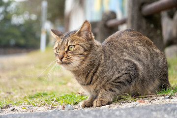 自然公園で日の丸構図でこっちに歩いてくるキジトラ柄の子猫っぽい野良猫