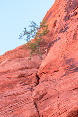 Fototapeta premium A small tree is growing on a rocky cliff