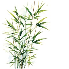 A beautiful green bush tree isolated on a white background