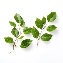 Fototapeta premium A beautiful green bush tree isolated on a white background