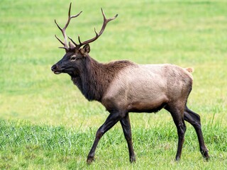 elk 