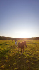 horse on a pasture