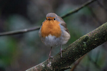 European robin (Erithacus rubecula) on a tree branch