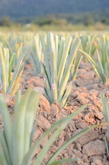 Rows of plantation green pineapples field farm in Thailand