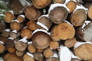 snow covered logs