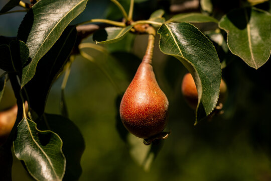Young pears on tree branch with green leaves in warm sunlight