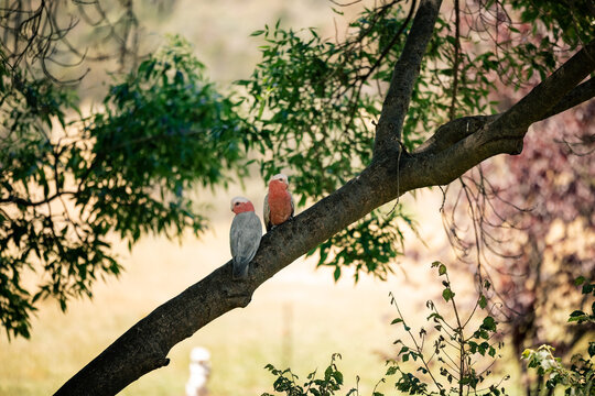 Pair of galahs on branch with vibrant pink and grey plumage in lush natural setting
