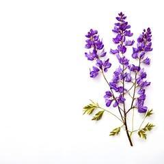 Naklejka premium A beautiful green bush tree isolated on a white background